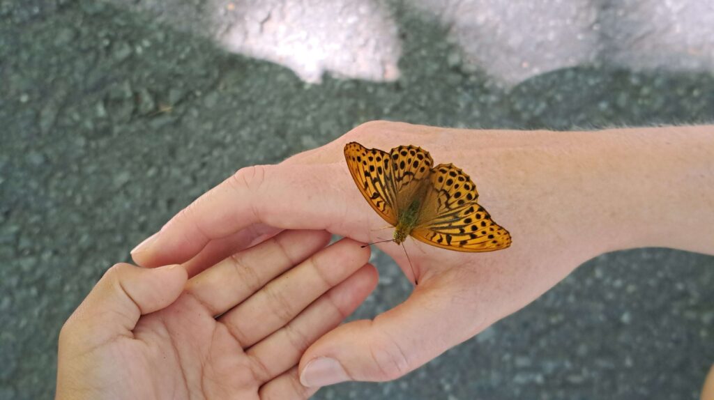 Eine Nahaufnahme eines leuchtend orangefarbenen Schmetterlings mit schwarzen Flecken, der auf der Hand einer Person ruht, während eine andere Hand sich ihm sanft nähert - ein Symbol für Abschied nehmen - vor einem verschwommenen Hintergrund in der Ostschweiz.