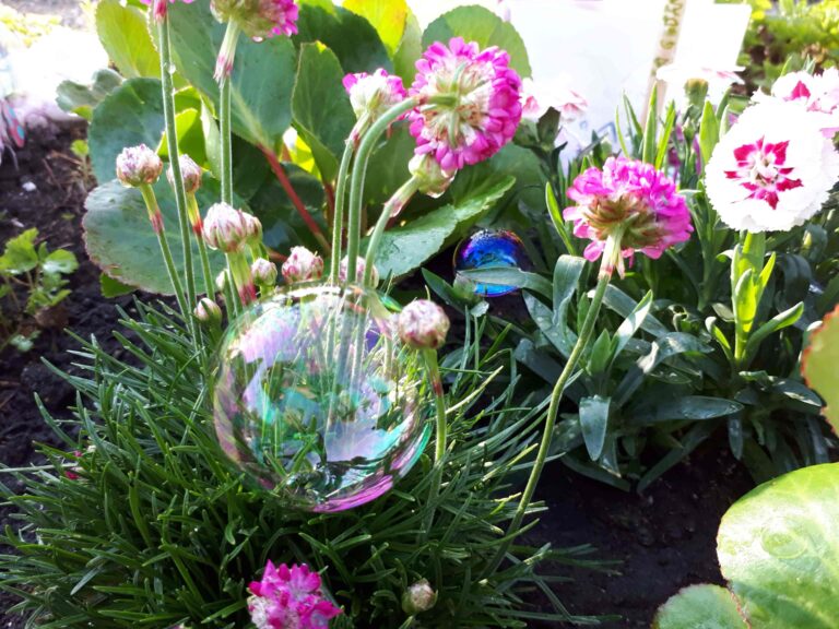 Eine Seifenblase liegt auf grünem Gras in einem Ostschweizer Garten, umgeben von blühenden rosa und weißen Blumen. Das Sonnenlicht spiegelt sich auf der Seifenblase und den Blättern, als ob es einen sanften Moment des Abschieds einfangen würde.