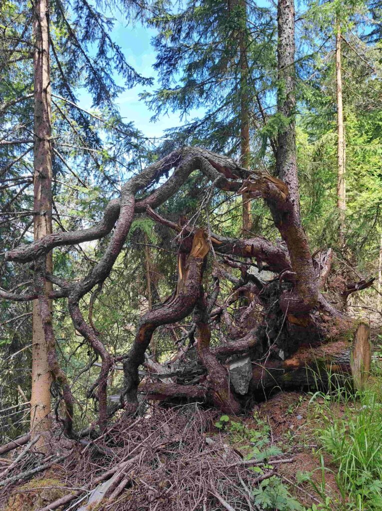 Ein großer, entwurzelter Baum mit verdrehten, knorrigen Wurzeln liegt an einem sonnigen Tag auf einem Waldboden in der Ostschweiz, umgeben von hohen immergrünen Bäumen.