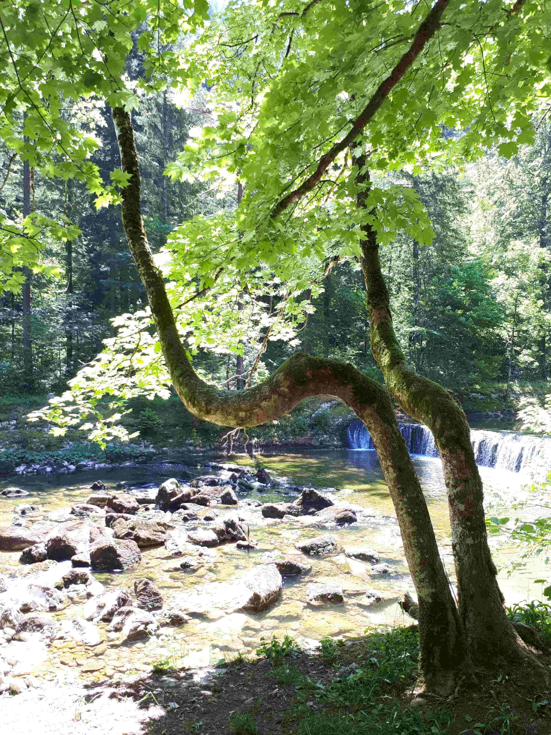 Ein Baum mit zwei gekrümmten Stämmen steht an einem felsigen Bach mit einem kleinen Wasserfall in der Ostschweiz, umgeben von üppig grünem Wald und Sonnenlicht, das durch das Laub fällt - ein friedlicher Ort für Abschied nehmen und Trauerbegleitung.